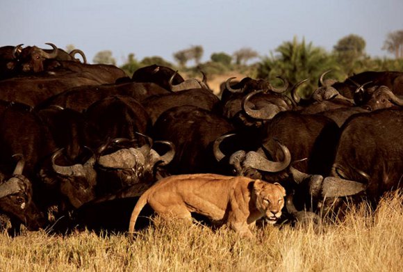 Leão e os búfalos