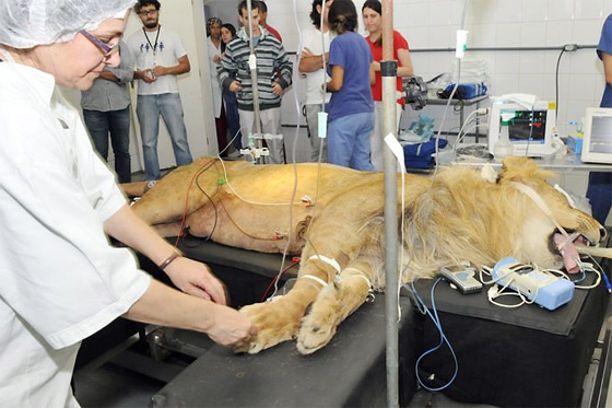 Leão passa por cirurgia em São Paulo. Foto: Hospital Veterinário da Universidade Guarulhos (UNG)/divulgação