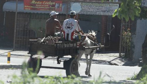 Lei que impede a circulação de carroças de tração animal nas vias do Recife, ainda não foi regulamentada Foto - Paulo Paiva DP/D.A.Press